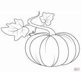 Pumpkin Vine Drawing Coloring Getdrawings sketch template