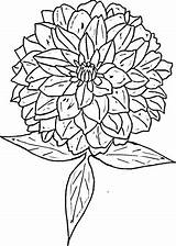 Zinnia Coloring Pages Flower Clipart Drawing Printable Color Supercoloring Version Click Border Zinnias Flowers Getcolorings Designlooter Getdrawings Tablets Compatible Ipad sketch template