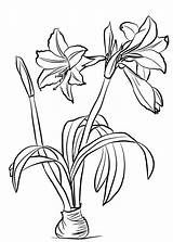 Amaryllis Brasiliensis Coloriages sketch template