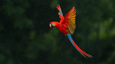 pin  phyllis landis  phyllis landis parrot flying macaw macaw