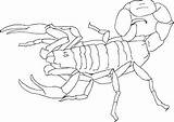 Alacranes Scorpion Escorpiones Chachipedia sketch template