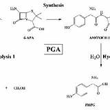 Amoxicillin Synthesis Pga Reactions Kcs Catalyzed Transferase Penicillin Hydrolysis Hydrolase Undesired Promoting sketch template