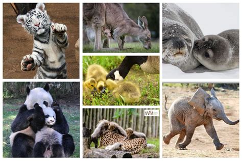 baby zoo animals  wildlife wild animal health fund