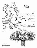 Coloring Ospreys Nesting Pages Osprey Exploringnature Nest Colouring Drawing sketch template
