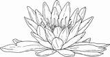 Lily Water Coloring Pages Flower Printable Blooming Drawing Color Supercoloring Pad Line Lilies Pattern Colouring Online Realistic Getdrawings Choose Board sketch template