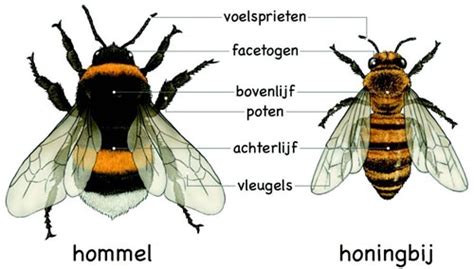bijen en hommels junior