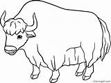 Yak Coloring Pages Cute Animal Smiles Beautiful Simple Vector sketch template