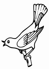 Singing Bird Coloring sketch template