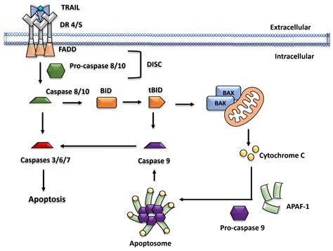 cancers  full text  role  trail  apoptosis