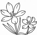 Flower Coloring Pages Jasmine Clipart Pasque Crocus Drawing Color Printable Clip Columbine Draw Drawings Getdrawings Clipartmag Paintingvalley Clipground Getcolorings Popular sketch template