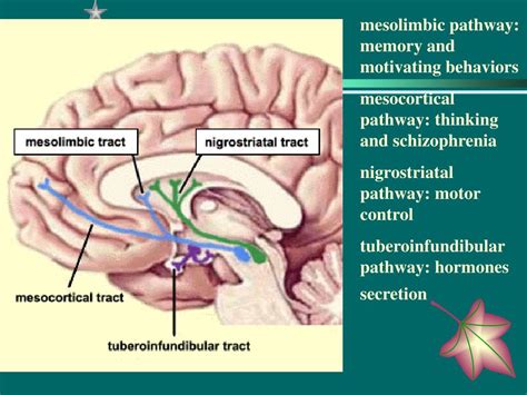 Ppt Drugs That Act In The Central Nervous System 1 Powerpoint