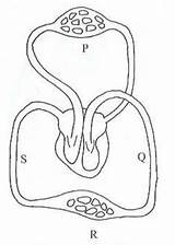 Circulatory Correct sketch template