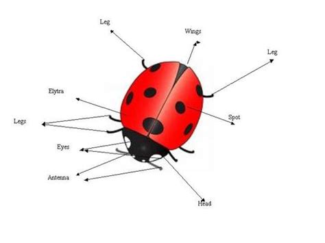 anatomy   ladybug   ladybugs
