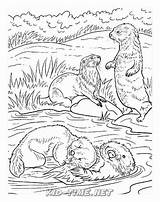 Otter Animals Otters Printable Mammals sketch template
