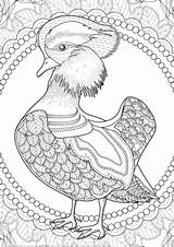 Mandarin Zentangle Ente Ausmalbilder Ausmalbild Ausdrucken sketch template
