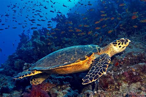 sea turtle animal wildlife