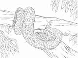 Coloring Pages Anaconda Python Yellow Snake Realistic Drawing Printable Color Burmese Sketch Para Colorir Sucuri Desenho Clipart Cobra Colouring Rainforest sketch template