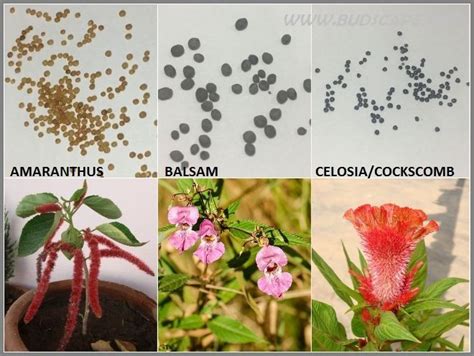 seed identification guide amaranthus balsam celosia