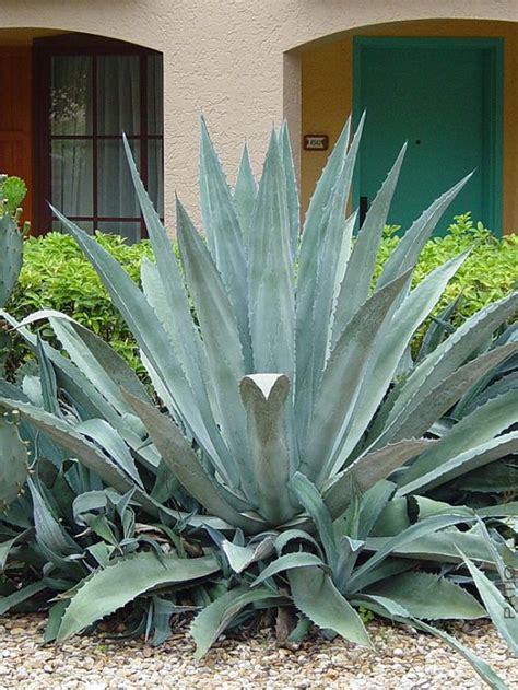 agave cultivation  india   grow agave plant india gardening