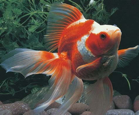 goldfish varieties         types pethelpful