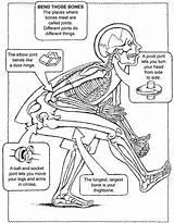 Joints Worksheets Anatomia Guardado Result Kids Desde Google sketch template