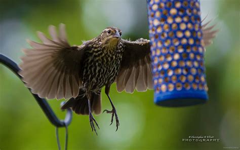 pnw birds kartinki iz zhizni pernatykh