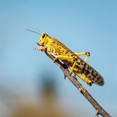 locusts   plague  biblical scope         ncpr news