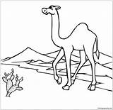Desert Coloring Pages Camel Animals Kids Print Drawing Color Through Go Online Getdrawings Getcolorings sketch template