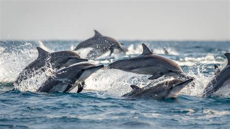 dolfijn wwf belangrijke schakel  ecosysteem zee
