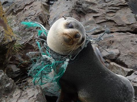 animals affected  pollution google search plastic pollution marine pollution ocean pollution