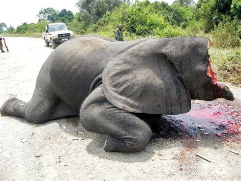 victim of elephant poaching weird picture archive