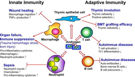 Roles Of Ar In The Innate And Adaptive Immune Compartments
