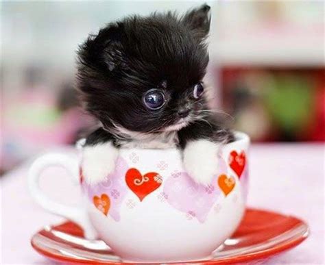 pets  love top   adorable teacup cats