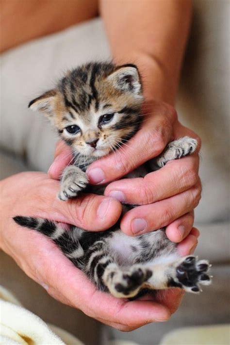 follow  baby kitty  kittens  pinterest