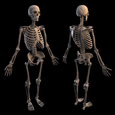 human male skeleton  model cgtrader