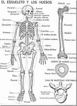 Skeleton Spanish Coloring Pages Bones Huesos Los El sketch template