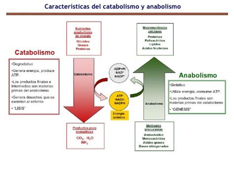 diferencia entre catabolismo  anabolismo hay diferencia mobile legends