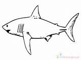 Shark Sharks Rekin Megalodon Kolorowanki Rekiny Tiger Dzieci Hammerhead Scary Bestcoloringpagesforkids Tropical Druku Dibujos Tiburones Branco Pobrania Wydruku Wydrukowania Clipartmag sketch template