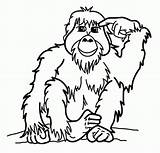 Orangutan Alifiah Disimpan sketch template