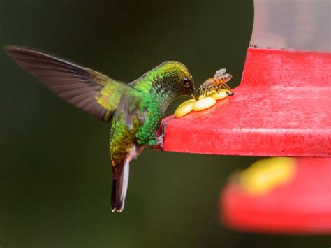 bee hummingbird dopfun
