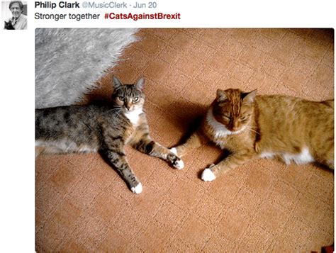cats  twitter  deliver  clear  vote  brexit catster