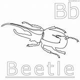 Beetle Pages Darkling Hercules Beetles Stag Sheets sketch template