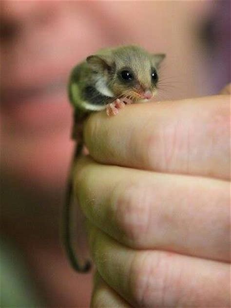 sugar gliders images  pinterest sugar gliders baby puppies  rodents