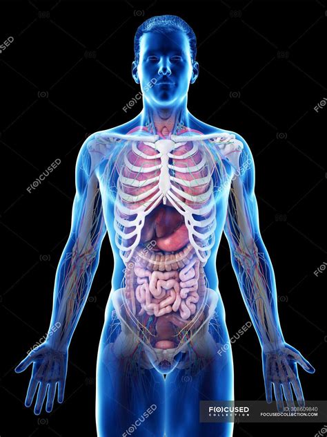 realistic human body model showing male anatomy  internal organs  ribs digital