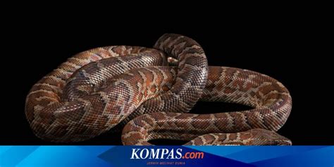 mengapa ular memiliki dua penis trendradars indonesia