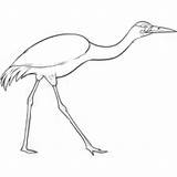 Crane Siberian Coloring Bird Kingdoms Worksheet Printable 600px 21kb Worksheeto sketch template