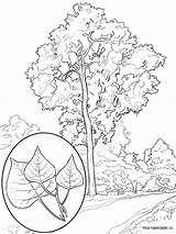 Coloring Tree Poplar Pages Leaf Printable Template sketch template