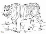 Getcolorings Tigers Saber Hobi sketch template