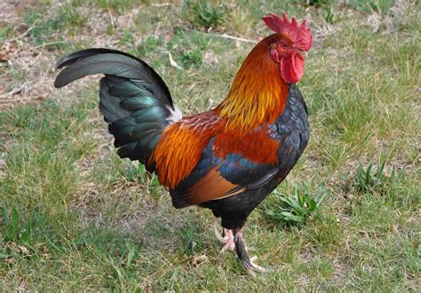 pros  cons  raising roosters