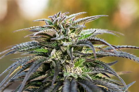 easy marijuana strains  grow  beginners leafly
